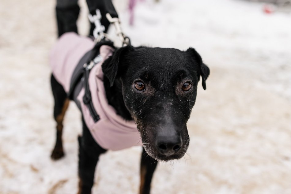 Łódź. Psy ze schroniska w Łodzi znów na spacerze! Dla tych wesołych pyszczków aż chce się chodzić!