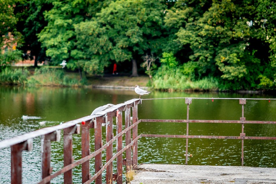 Łódź. Staw przy Przędzalnianej w Łodzi w trakcie czyszczenia. Tam będzie jeszcze piękniej!