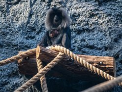 Makaki wanderu z Orientarium Zoo Łódź