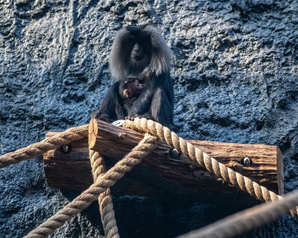 Makaki wanderu z Orientarium Zoo Łódź