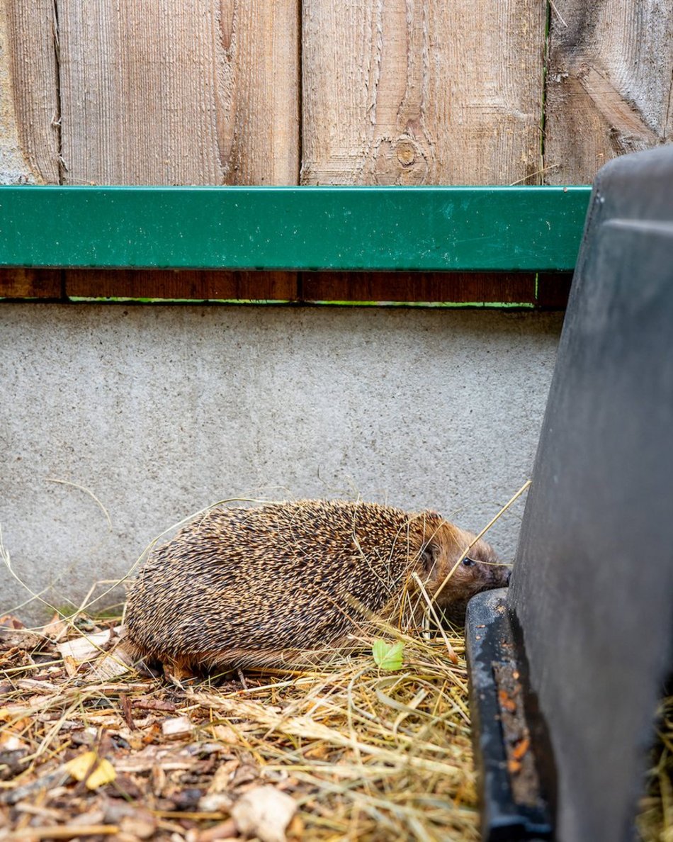 Łódź. W trosce o jeże. Sprawdź, jak pomóc im przetrwać jesień i zimę