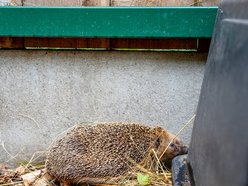 Łódź. W trosce o jeże. Sprawdź, jak pomóc im przetrwać jesień i zimę