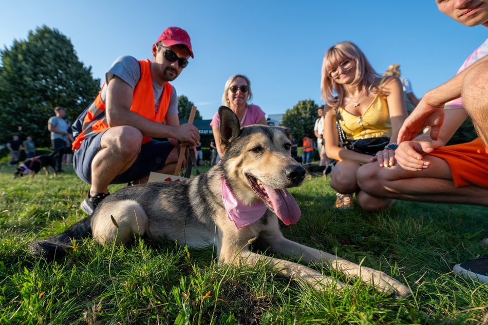 Łódź. Psia Polówka na Widzewskiej Górce. Psiaki przejęły dowodzenie!