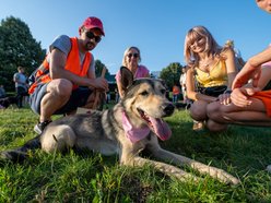 Łódź. Psia Polówka na Widzewskiej Górce. Psiaki przejęły dowodzenie!