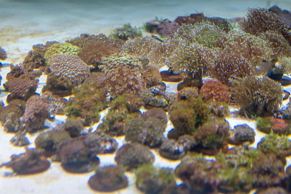 Łódź. Największy przemyt w historii udaremniony! Niemal 1000 koralowców uratowanych przez Orientarium