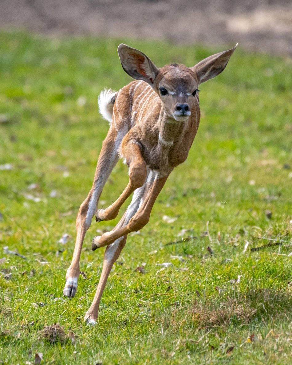 Łódź. Kudu mały urodził się w Orientarium Zoo Łódź. Antylopę możemy już podziwiać na wybiegu