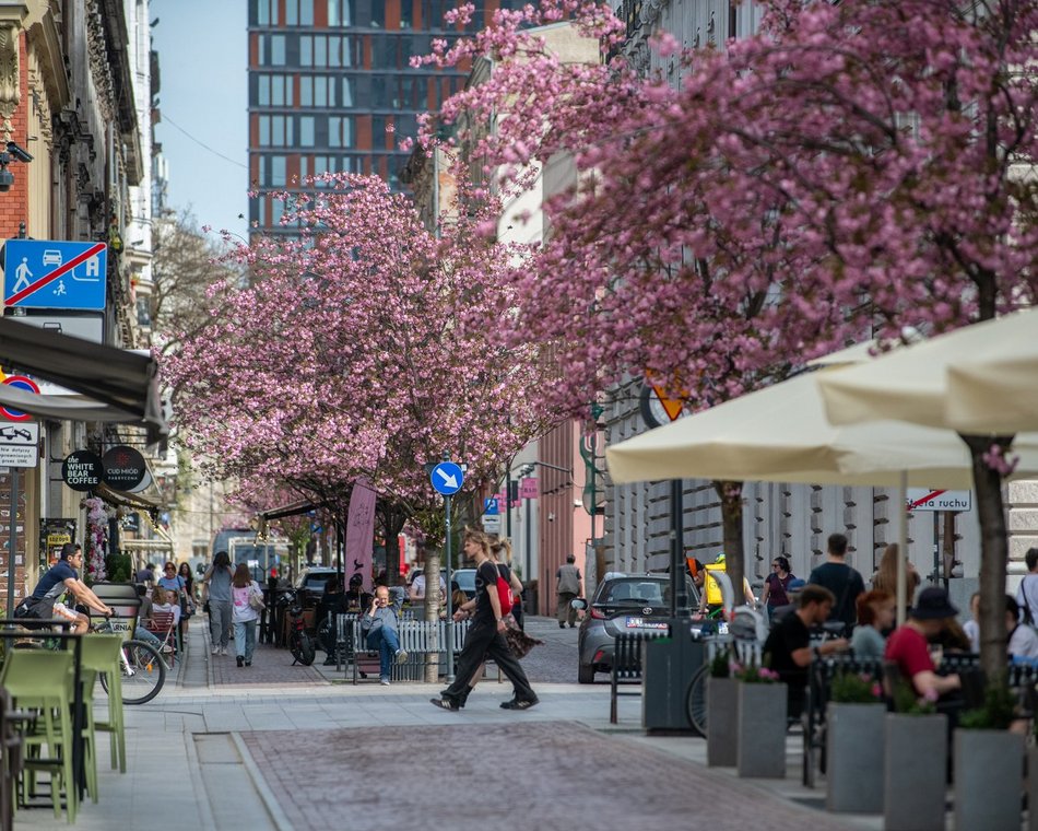 Zjawiskowy woonerf 6 sierpnia w Łodzi w wiosennych szatach! Rozkwitły wiśnie kanzan!