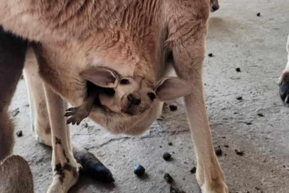 Trzy nowe kangury w Orientarium Zoo Łódź. Zaczynają nieśmiało wyglądać z toreb mam!