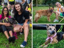 Łódź. Ostatni Psia Polówka w Łodzi za nami. Nic słodszego dziś nie zobaczysz!