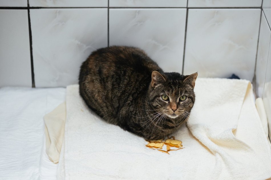 Łódź. Kocie walentynki w schronisku w Łodzi. Zobacz zdjęcia ze spotkania adopcyjnego