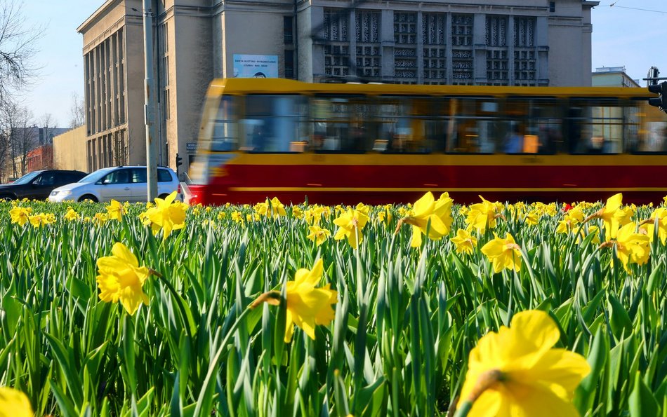 Żonkile opanowały rondo Solidarności w Łodzi. Zwróć na nie uwagę, kiedy stoisz na światłach