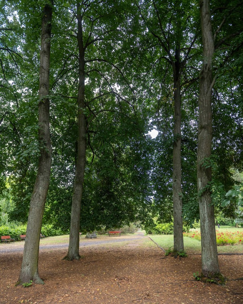 Łódź. Lipowa aleja w parku na Zdrowiu. Zielone serce Łodzi