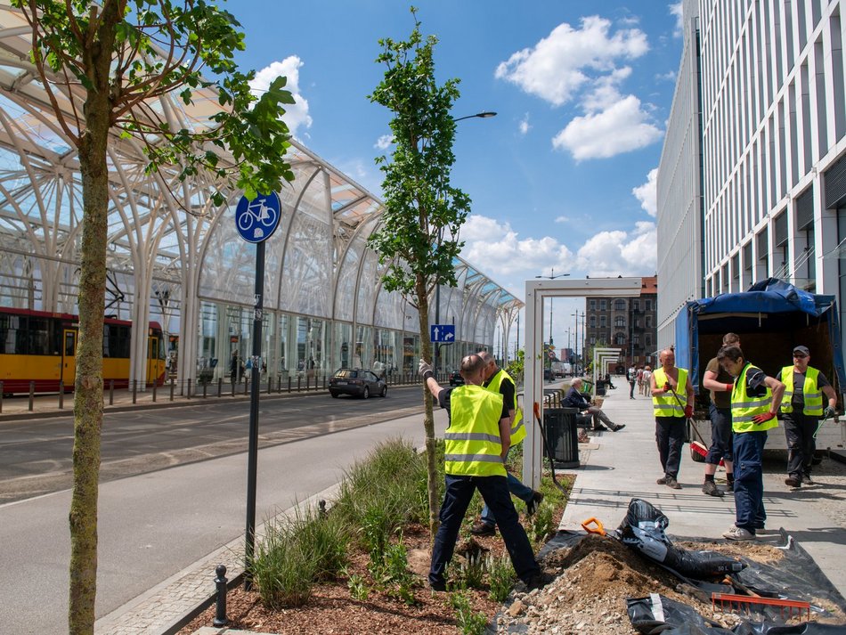 Wiosną w Łodzi przybyło ponad 20 tys. drzew!