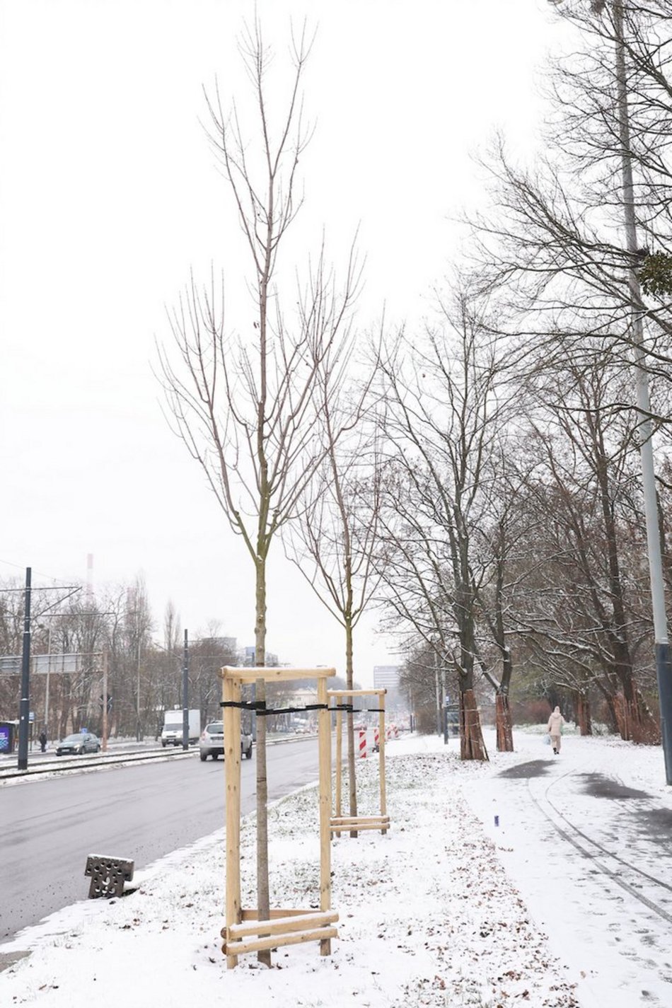 Łódź. Nowe nasadzenia w całym mieście