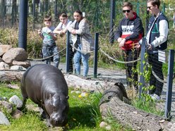 Orientarium Zoo Łódź i Milka zapraszają młodych detektywów