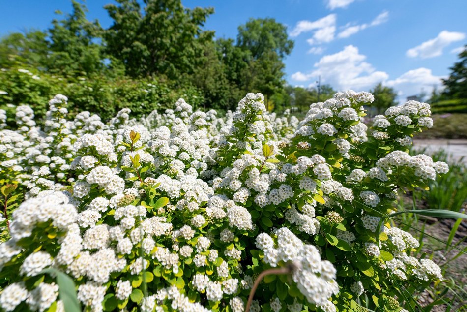 Łódź. Kolorowy bez opanował Park Moniuszki w Łodzi! Szykuje się fioletowo-biała wiosna!