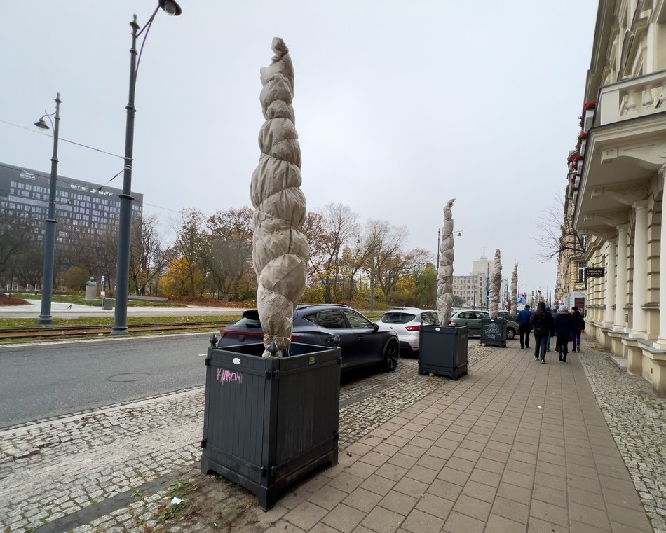 Chronimy rośliny na zimę w Łodzi. Zobacz, co pomoże im przetrwać