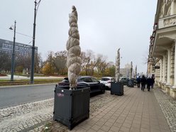 Chronimy rośliny na zimę w Łodzi. Zobacz, co pomoże im przetrwać