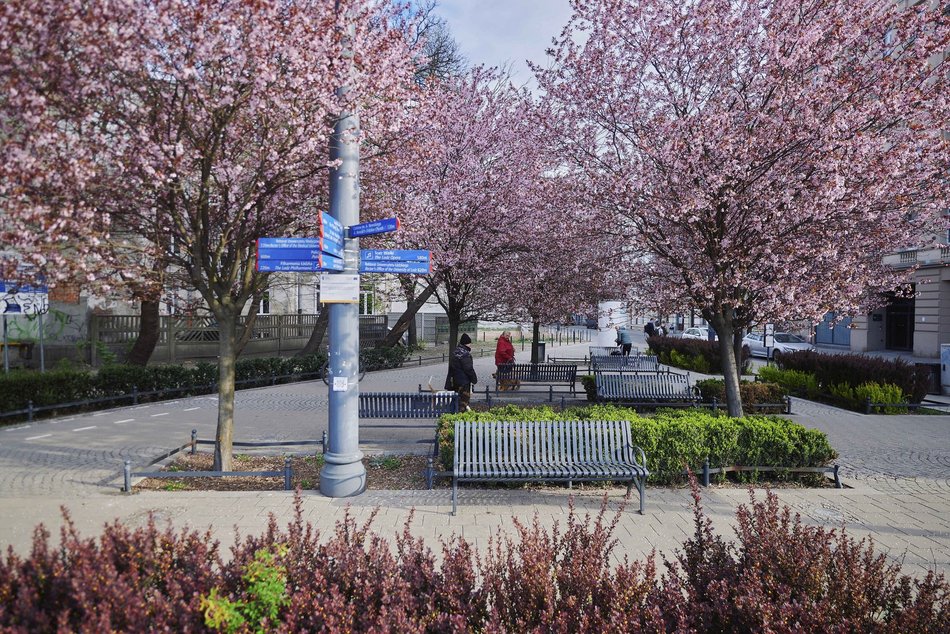 Łódź. Na skrzyżowaniu Kilińskiego i Narutowicza niczym w Japonii. Różowe drzewa przykuwają wzrok!