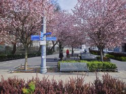 Łódź. Na skrzyżowaniu Kilińskiego i Narutowicza niczym w Japonii. Różowe drzewa przykuwają wzrok!