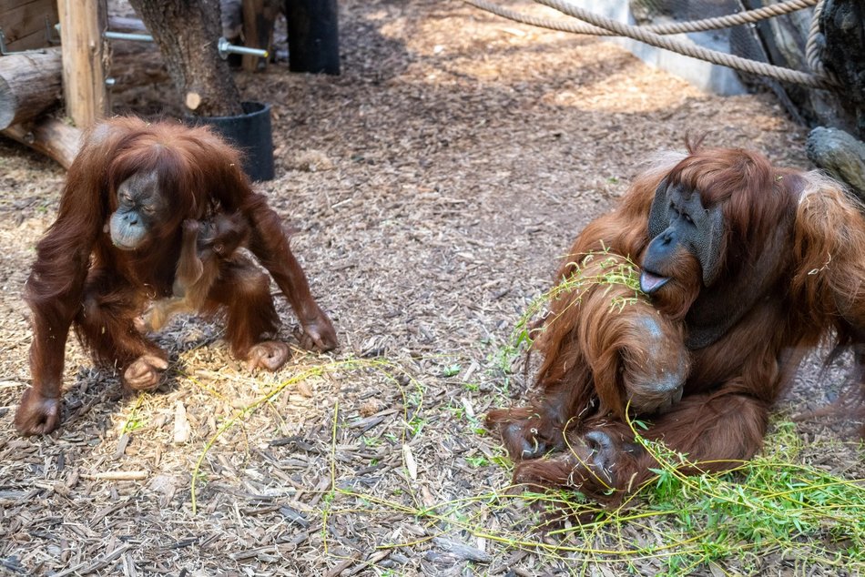 Łódź. Orangutan z Orientarium Zoo Łódź