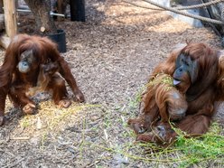 Łódź. Orangutan z Orientarium Zoo Łódź