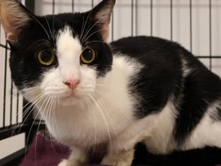 Łódź. Oreo ze schroniska w Łodzi