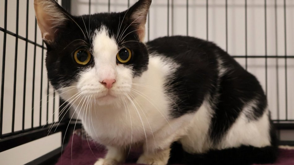 Łódź. Oreo ze schroniska w Łodzi