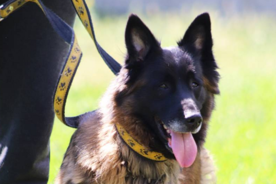 Łódź. Remi ze schroniska w Łodzi przez miesiąc była sama w opuszczonym mieszkaniu. Przygarniesz ją?