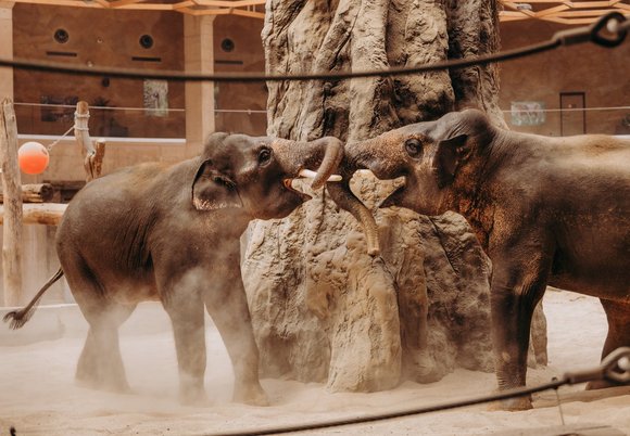 Łódź. Grudzień w Orientarium Zoo Łódź. Świąteczne wydarzenia, promocje i.. rekordy frekwencji