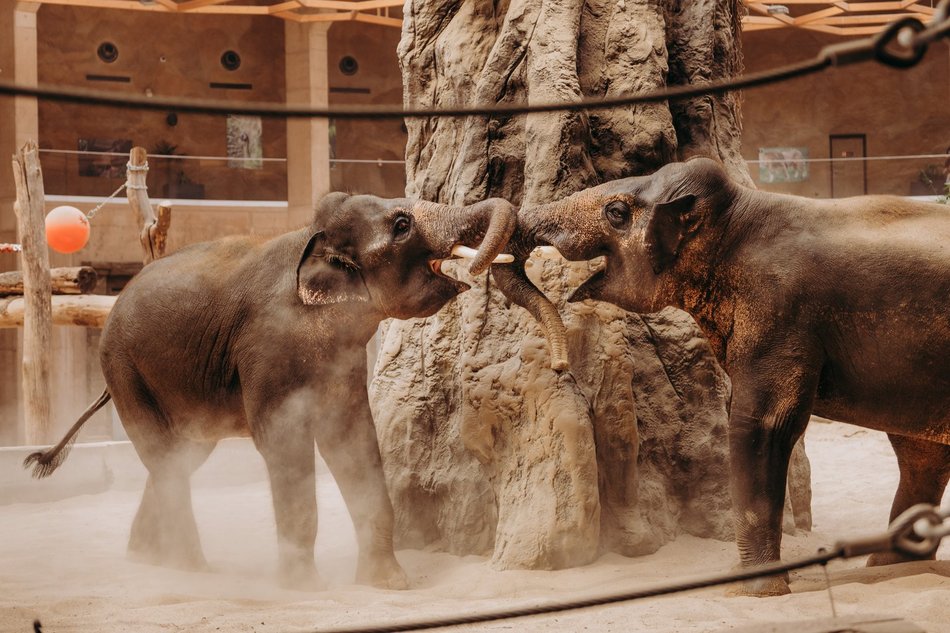 Łódź. Grudzień w Orientarium Zoo Łódź. Świąteczne wydarzenia, promocje i.. rekordy frekwencji