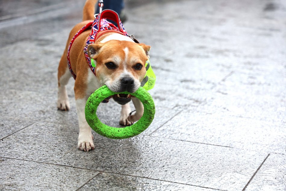 Parada Kundelków w Łodzi