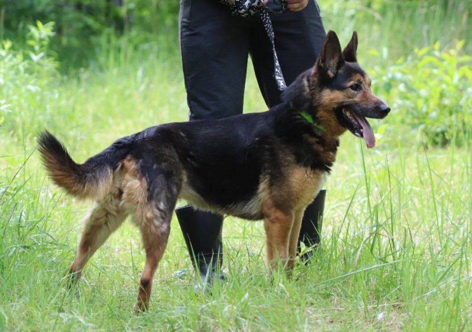 Lila czeka na dom w schronisku w Łodzi. Przygarniesz ją do siebie?