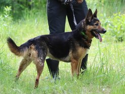 Lila czeka na dom w schronisku w Łodzi. Przygarniesz ją do siebie?