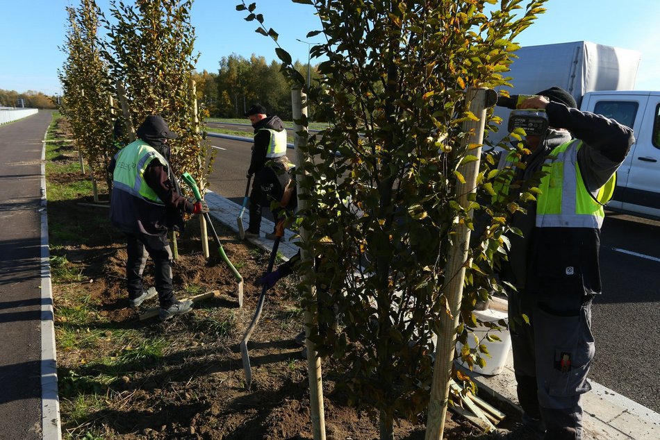 Sadzenie drzew przy Trasie Górna
