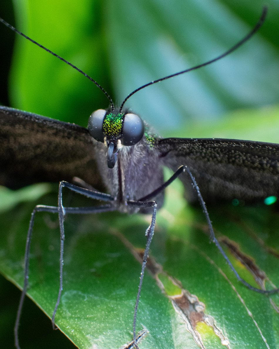 Łódź. Motylarnia w Orientarium Zoo Łódź już otwarta! Zobacz najpiękniejsze motyle świata
