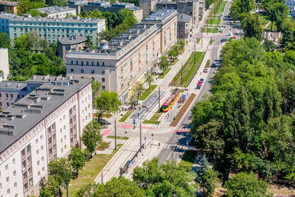 Nowe drzewa w Łodzi