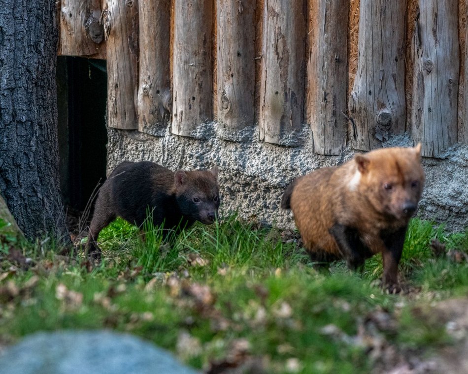 Orientarium Zoo Łódź w 2024 roku powiększyło się o nowych mieszkańców