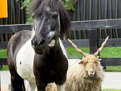 Nowi kumple dla Czesi. Minizoo w Orientarium Zoo Łódź ma nowych mieszkańców