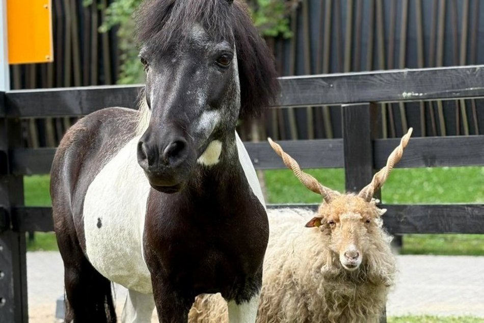 Nowi kumple dla Czesi. Minizoo w Orientarium Zoo Łódź ma nowych mieszkańców