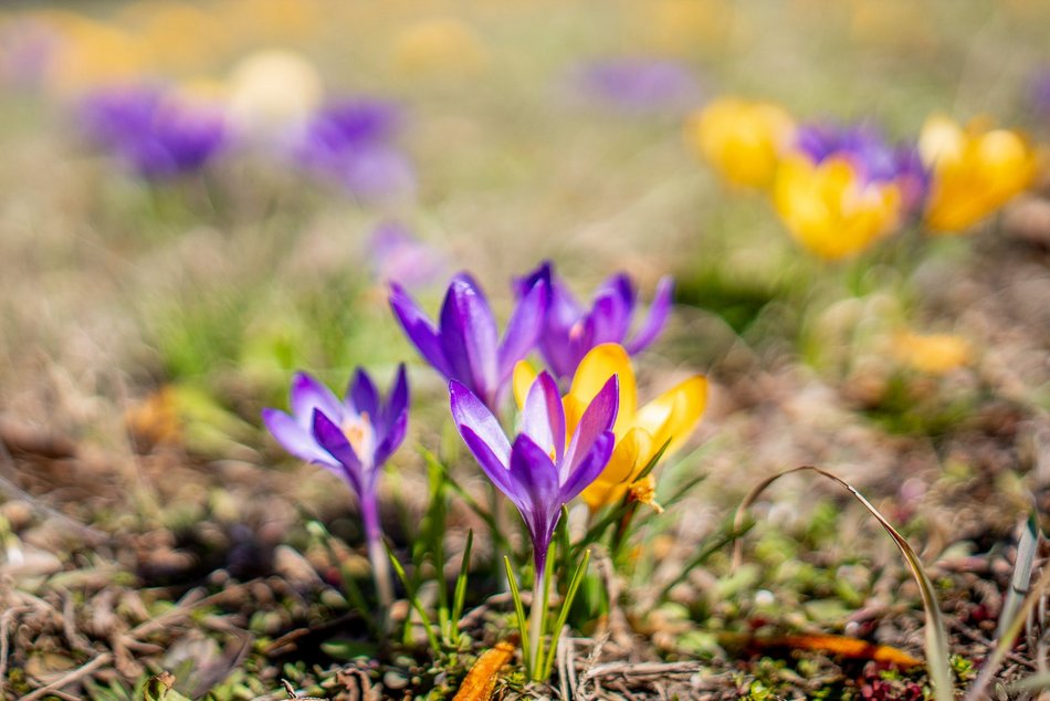 Krokusowe dywany na Wyszyńskiego w Łodzi. Śpiesz się, aby zobaczyć je w pełnej krasie!