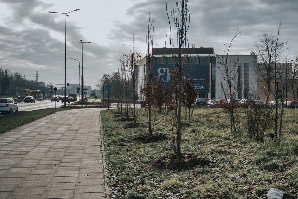 Łódź. Nasadzenia na al. Włókniarzy w Łodzi