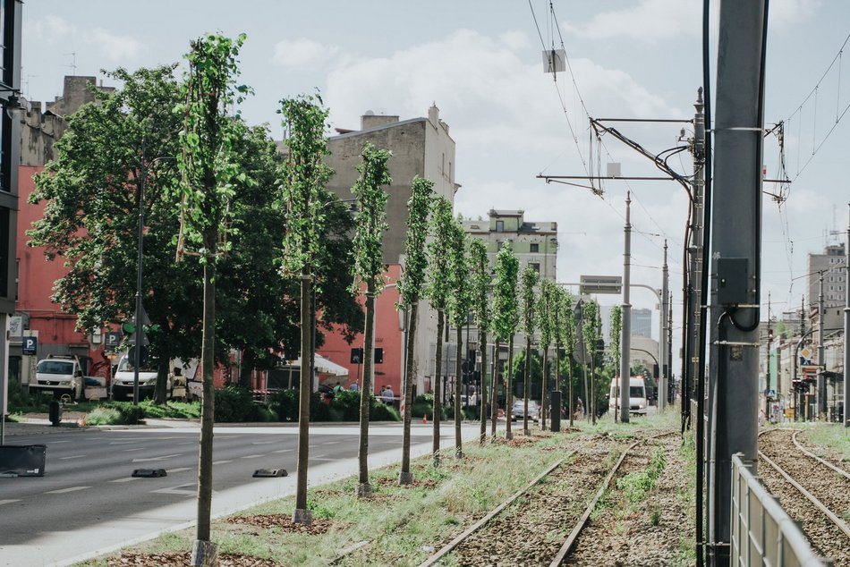Więcej drzew przy Zachodniej w Łodzi! Trwa sadzenie 40 lip drobnolistnych