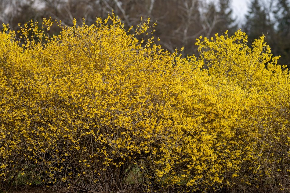 Wiosenny Ogród Botaniczny w Łodzi. Spacer wśród budzącej się do życia przyrody