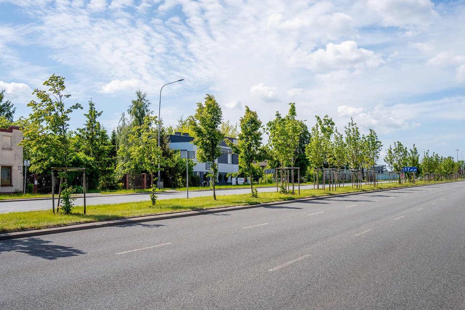 Łódź. Nowe drzewa przy Pabianickiej. Podróż do Portu Łódź to teraz sama przyjemność