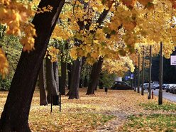 Łódź. Skwer Niemczyka w Łodzi wygląda zjawiskowo. Jesienne barwy nadają mu uroku