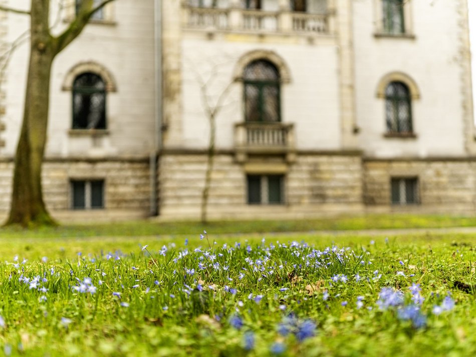 Cebulice i śnieżniki w parku Klepacza