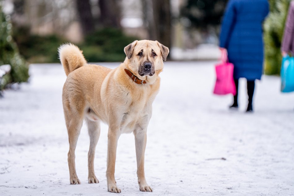 Park Poniatowskiego w zimowej szacie