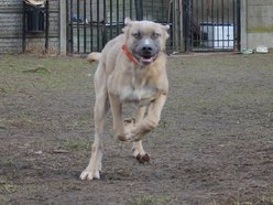 fot. schronisko w Łodzi