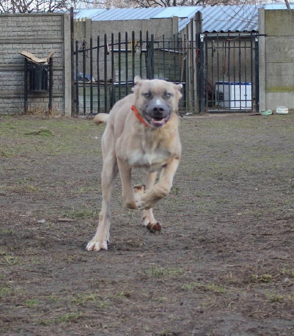 fot. schronisko w Łodzi